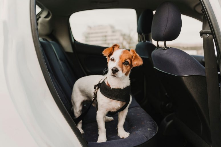Como transportar animais no carro